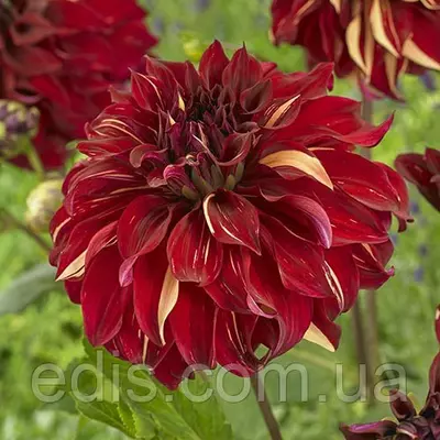 Жоржина високоросла Bohemian Spartacus