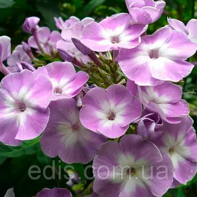 Флокс Katherine у контейнері