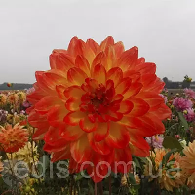 Жоржини з гігантським квіткою Pasodoble Dancer (Пасадобль Дансер)