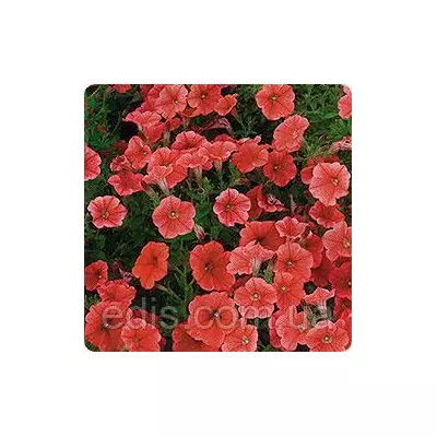 Петунія мініатюрна Лососева 0,1 г насіння Яскрава