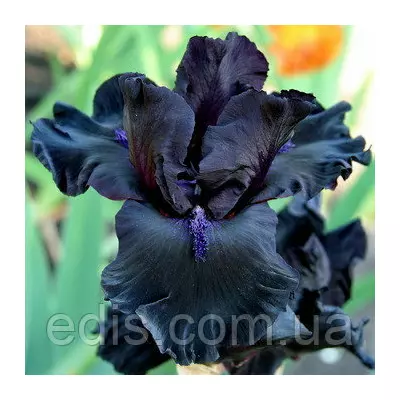 Ірис бородатий Midnight Oil