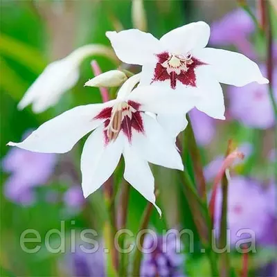 Ацидантера (запашний гладолус) 5 шт/уп.