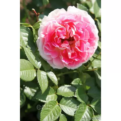 Троянда Едем (Eden) англійська флорібунда