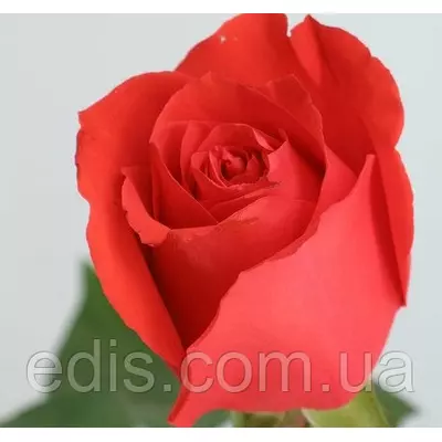 Троянда Корвет (Corvette) чайно-гібридна