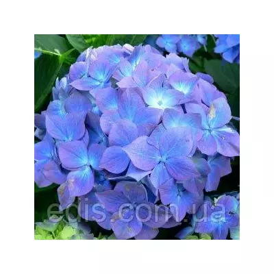 Гортензія Nikko Blue у контейнері