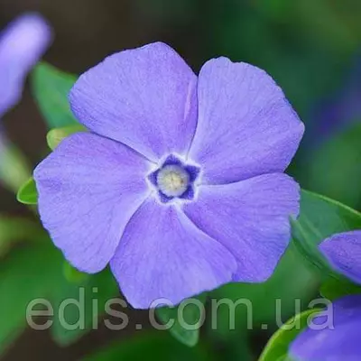 Барвінок малий гібридний La Grave (Ла Ґрейв) блакитні квітки