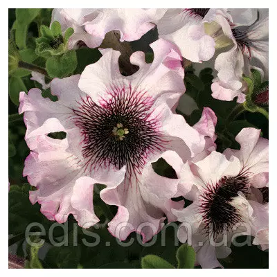 Петунія бахромчата гігантська Альба F1, 10 насінин-драже в колбі, Яскрава PREMIUM