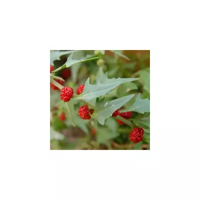 Шпинат суничний 0,1 г, насіння Яскрава