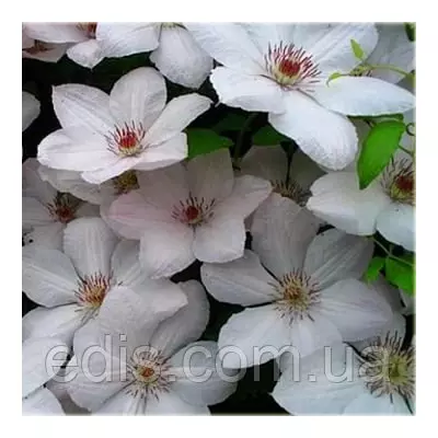 Клематис Pope Jan Pawel II (Папа Ян Павло II)