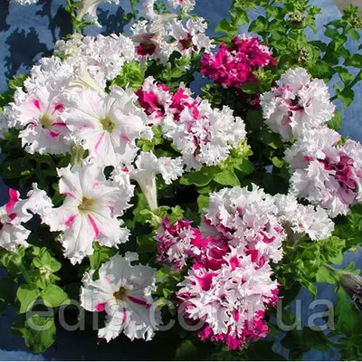 Петунія бахромчата Поздрав з Яромнерже F1, 10 насінин-драже, серія PREMIUM ТМ Яскрава