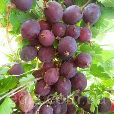 Агрус Гулівер (середньопізній, безшипий)