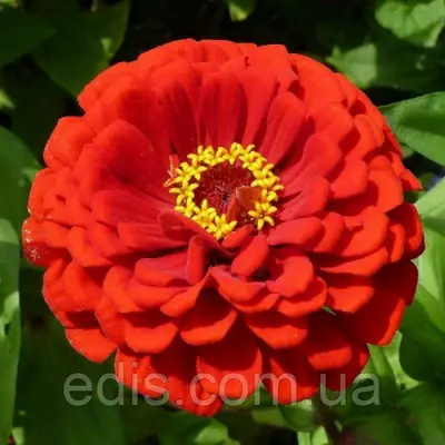 Цинія махрова червона Метеор 0,5 г, насіння Яскрава