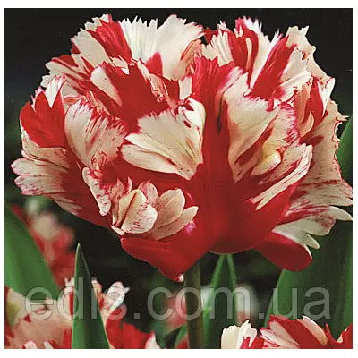 Тюльпан папуговий Estella Rijnveld (Естелла Ріжнвельд) 3 цибулини