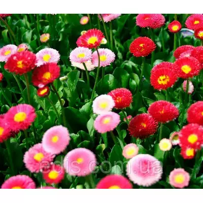 Маргаритка махрова суміш 0,1 г