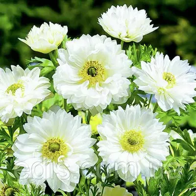 Анемона корончаста махрова Mount Everest (Маунт Еверест) 5 бульб/уп.