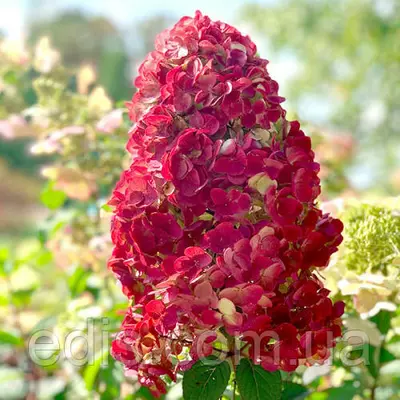 Гортензія волотиста Samarskya Lydia (Самарська Лідія) 2-річна 0,5 л