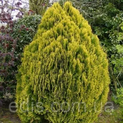 Туя Aurea Nana (Ауреа Нана) у контейнері