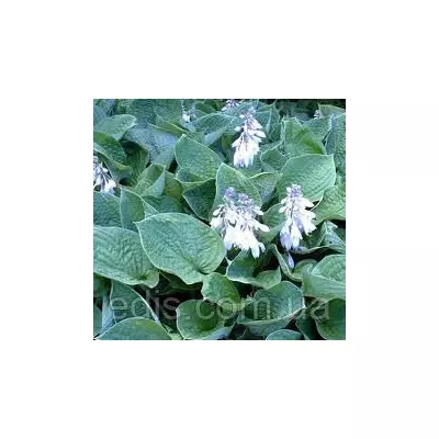 Хоста Sieboldiana (Сиболдиана) кореневище