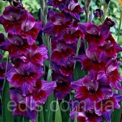 Гладіолус Velvet Eyes 8/10 3 цибулини