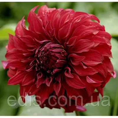 Жоржина високоросла Spartacus