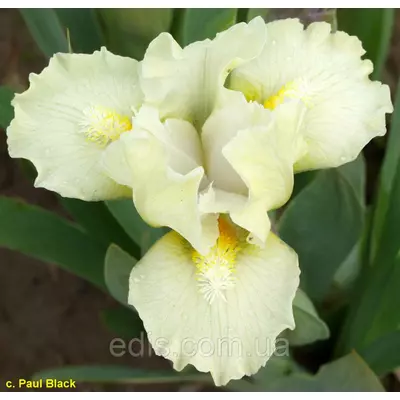 Ірис карликовий Dollop Of Cream