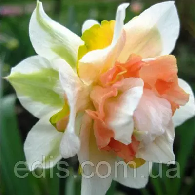 Нарцис махровий Replete (Рипліт) 12/14 1 цибулинf