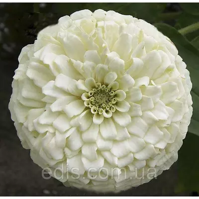 Цинія махрова біла 0,5 г, насіння Яскрава
