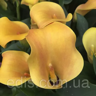 Калла бульбова Jack O Lantern (Джек Про Лантэн) 1 бульба 12/14