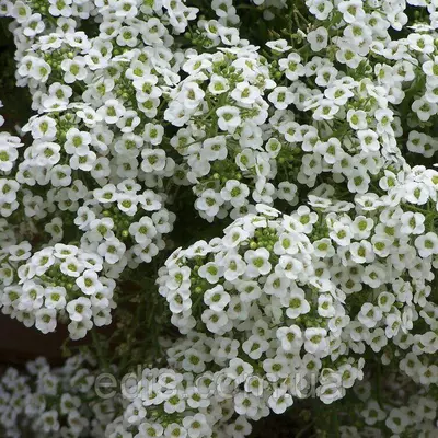 Аліссум білий 0,2 г насіння Яскрава