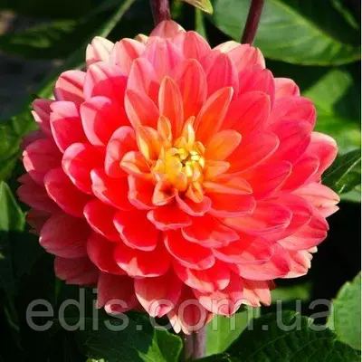 Жоржина низькоросла Melody Allegro