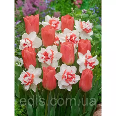 Арт-набір Персикове диво (тюльпани, нарциси) 6 цибулин