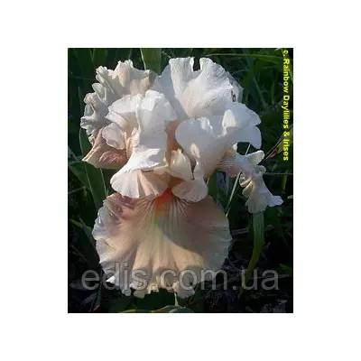 Ірис бородатий Going Номе