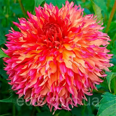 Жоржина Фимбриата Myrtle's Folly