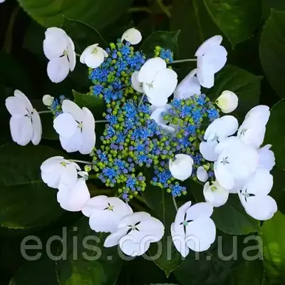 Гортензия Libelle у контейнері 2 л