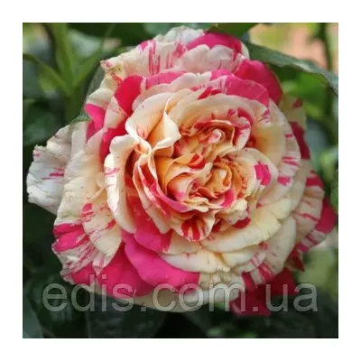 Троянда в'юнка Ваніла Фрейз (Vanille Fraise)