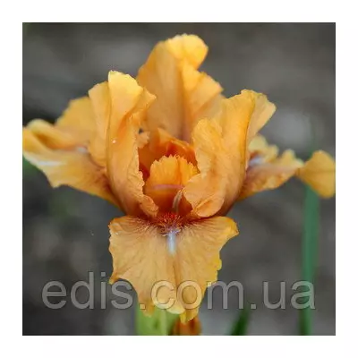 Ірис карликовий Cahoots