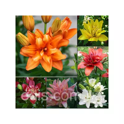 Лілії махрові азіатські суміш 5 шт./уп.