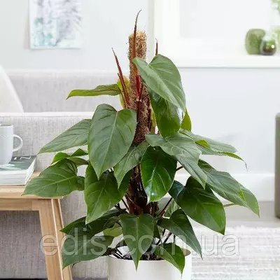 Живець Філодендрон червоніючий Ред Емеральд, кімнатна рослина, свіжозріз верхівки 2 міжвузля