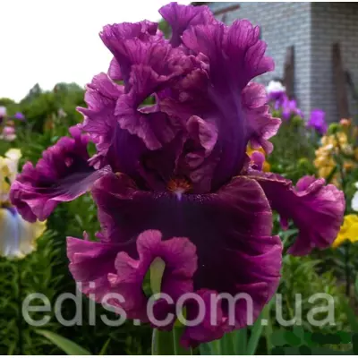 Ірис бородатий Romantic Gentleman