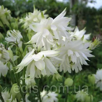 Аквілегія махрова White Barlow (Уайт Барлоу)
