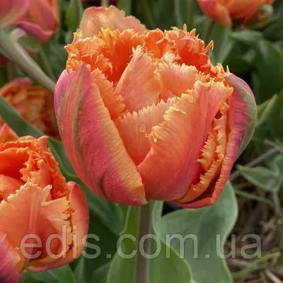 Тюльпан бахромчатий махровий Royal Centennial (Роял Сентениал) 3 цибулинки