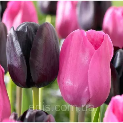 Арт-набір Жаклін, 7 цибулин тюльпанів