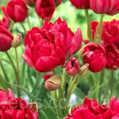 Тюльпан мультифлора махровий Estatic (Естатік) 3 цибулини
