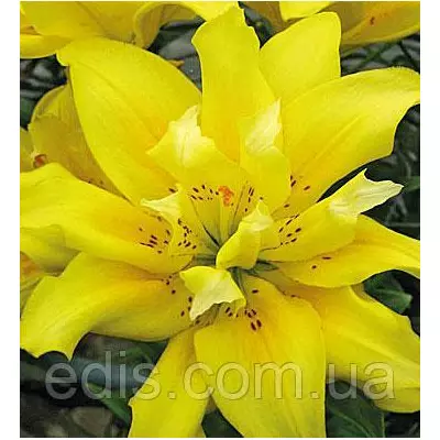 Лілія азіатська махрова Fata Morgana (Фата Моргана) 1 цибулина 12/14