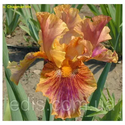 Ірис високий бородатий Crimson Tiger (Крімсон Тайга)