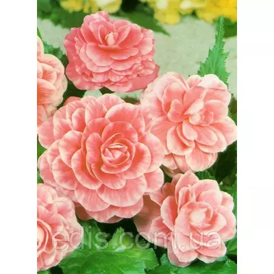 Бегонія бульбова Камелія, 1 бульба