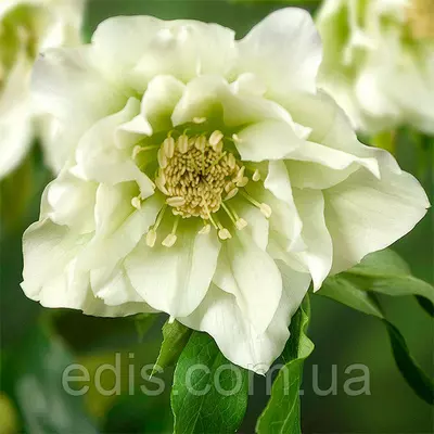 Морозник махровий Hybrids White Promise ( Helleborus White Promise ) у контейнері