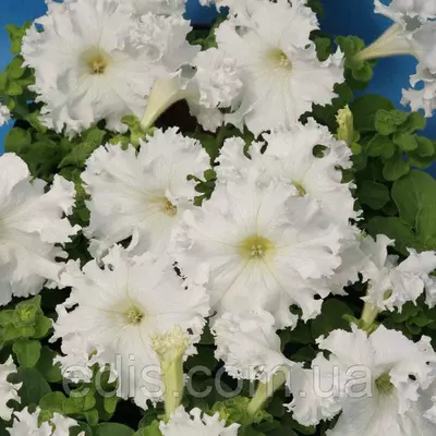 Петунія бахромчата Крайкови завой F1(низька) 10 насінин-драже