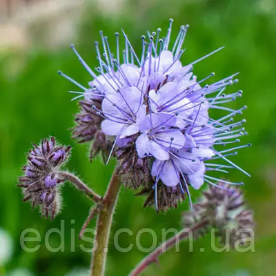 Трава Фацелія (сидерат, медоніс) 500 г, насіння Яскрава