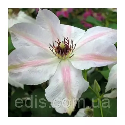 Клематис Matka Siedliska